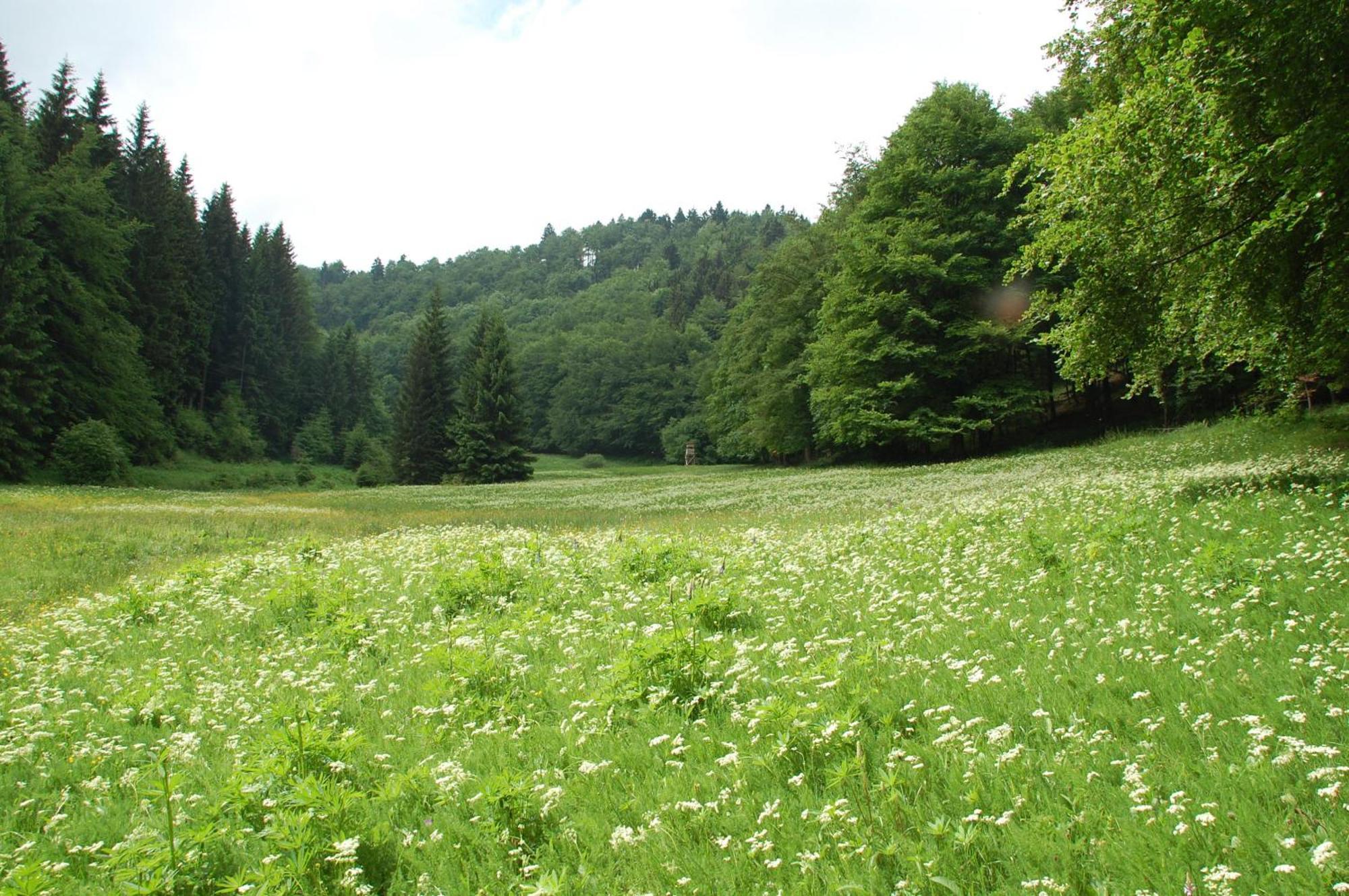 Gasthof 'Zum Reifberg' Ilmenau Exterior foto